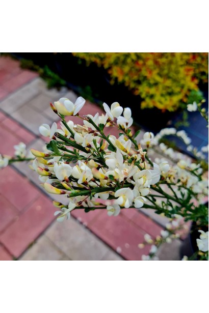 Рокитник ранній Альбус (білий)